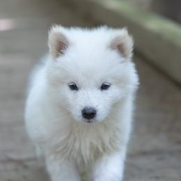 Pomsky Puppies from New World Pomskies