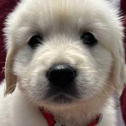 Girl 6 - Golden Retriever puppy in South Carolina from Carolina Point Retrievers