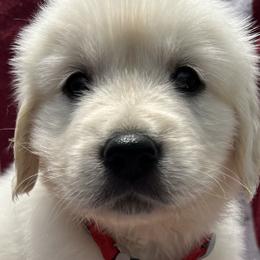 Girl 6 - Golden Retriever puppy in South Carolina from Carolina Point Retrievers