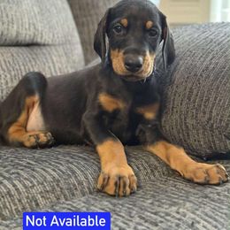 Boy 1 - Black and rust male Doberman Pinscher puppy in Lake City, Florida from Paintedcrazy Doberman Pinchers