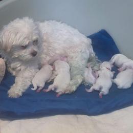 Bubbles - White female Mal-Shi puppy in Belleville, Michigan from Michigan Maltese Puppies