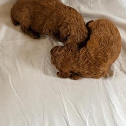 Rex - Red  male Poodle puppy in Colerain, North Carolina from Lisa's Poodles