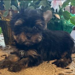 Mira - Black and tan female Yorkshire Terrier puppy in Lafayette, Georgia from Berggipfel Yorkies
