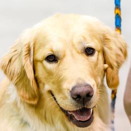 Destiny - Golden Retriever