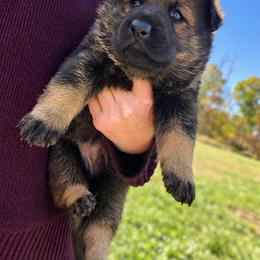 Yellow collar - Sable female German Shepherd puppy in Canterbury, Connecticut from Nachtwaechter German Shepherds, LLC