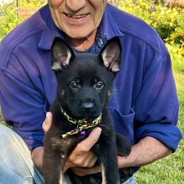 Multi-colored Tag - Black male German Shepherd puppy in Jersey City, New Jersey from Von Gonta Haus German Shepherds