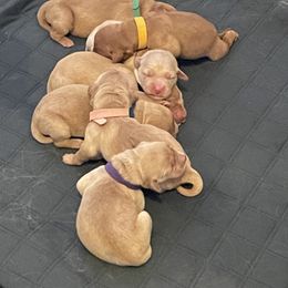 Golden Retriever Puppies from Golden Gems