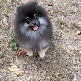 Buzz - Black and tan male Pomeranian puppy in Muskogee, Oklahoma from Wonderlust Pomeranians