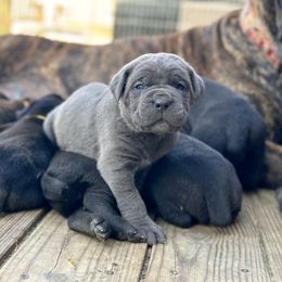 Cane Corso Puppies from Coastal View Kennels