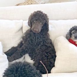 Poodle Puppies from MizzElle’s Standard Poodles
