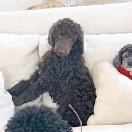 Poodle Puppies from MizzElle’s Standard Poodles