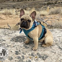 Otis - French Bulldog