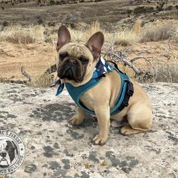 Otis - French Bulldog