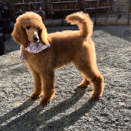 Purple collar - Red  female Poodle puppy in El Paso, Texas from Paws Of Beauty