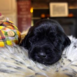Pecan Pie - Black female Labrador Retriever puppy in Taylors, South Carolina from Spring Water Labs of the Carolinas