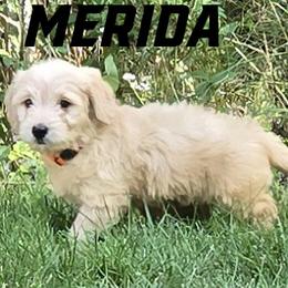 Girl 1 - Cream female Goldendoodle puppy in Milford, Michigan from Servant Kennel
