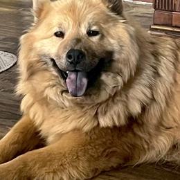 Male 4 - Sable male Eurasier puppy in Soap Lake, Washington from Falling Cedar Farm Samoyeds and Eurasier’s