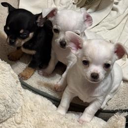 Chihuahua Puppies from Jolene's Chihuahuas
