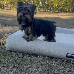 Tiny Chanel 3.6 pounds - Black and tan female Yorkshire Terrier puppy in North Naples, Florida from Moon Ranch Puppies