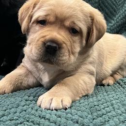 Yellow Female - Yellow female Labrador Retriever puppy in Beaverdam, Virginia from Gold Heart Labradors