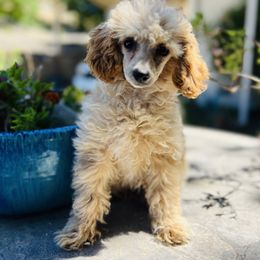 Assorted Doodle Crosses and Poodle Puppies from Denim and Diamond Doodles