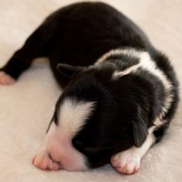 Schaw - Black tri male Miniature Australian Shepherd puppy in Blackfoot, Idaho from Bellewynd Acres