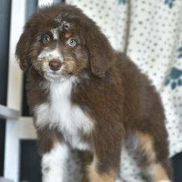 Mesa - Red tri-color female Aussiedoodle puppy in Delta, Colorado from PTK Ranch