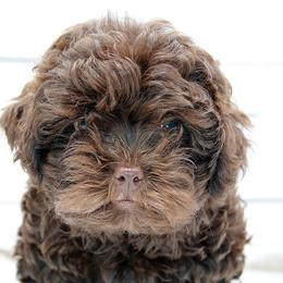 Girl 2 - female Russian Tsvetnaya Bolonka puppy in West Plains, Missouri from Must Be Frenchies & Crown Of Curls Bolonka