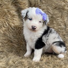 Dachshund, Miniature Australian Shepherd, and Shiba Inu Puppies from Elite Puppies of Oklahoma