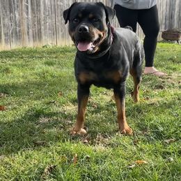 Zaya - Rottweiler