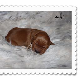 Anti - Dark golden female Golden Retriever puppy in Anson, Texas from Diamond Bar N Ranch