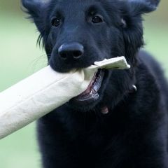 Flat-Coated Retrievers from Sanderling Flat-Coated Retrievers