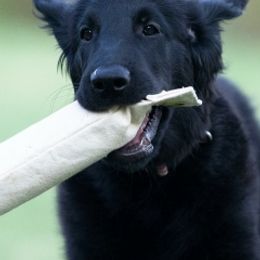 Flat-Coated Retrievers from Sanderling Flat-Coated Retrievers