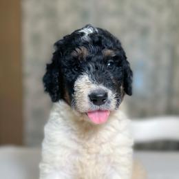 Blue - Tri-color male Bernedoodle puppy in Osage City, Kansas from Golden Ridge Goldens