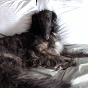 Esper - Borzoi