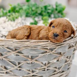 Prince - Red  male Goldendoodle puppy in Iola, Texas from Supreme Doodles of Texas