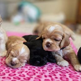 Norrington (Nort) - Black and white male Cocker Spaniel puppy in Marshfield, Wisconsin from Gingerale Cockers and Cockapoos
