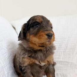 Lilly - Sable female Bernedoodle puppy in West Chicago, Illinois from Berner Ridge Kennels