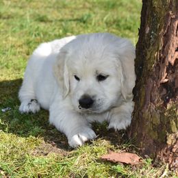 Golden Retriever Puppies from Ike Jon Goldens