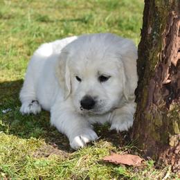 Golden Retriever Puppies from Ike Jon Goldens