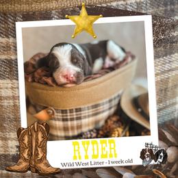 Ryder - Liver white and tan male English Springer Spaniel puppy in Albany, Minnesota from Farm Fresh Labradors & English Springers