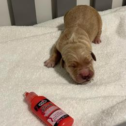 Red - Golden male Golden Retriever puppy in Lake City, Minnesota from Windcliff Goldens