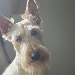 Willow - Scottish Terrier