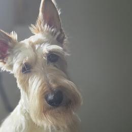 Willow - Scottish Terrier