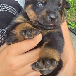 Patriot - Black and mahogany male Rottweiler puppy in Clarksburg, West Virginia from Vom Peiffley Rottweilers, LLC