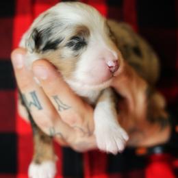 Fable - Blue merle female Miniature American Shepherd puppy in Battle Ground, Washington from Casita Miniature American Shepherds
