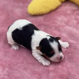 Kane - Black tan and white male Biewer Terrier puppy in Douglas, Georgia from Heartland small breeds