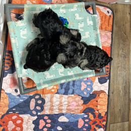 Australian Shepherd, Miniature Australian Shepherd, and Miniature Schnauzer Puppies from Rocky Mountain Aussies
