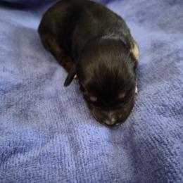 Magic - Black tri female Miniature American Shepherd puppy in Marshfield, Missouri from Tntowne Miniature American Shepherds