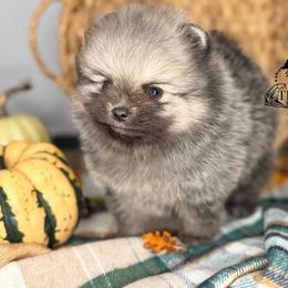 Max - Orange sable male Pomeranian puppy in Kingwood, Texas from Treasured Jewels Pomeranians